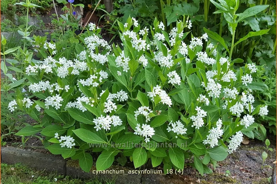 Cynanchum ascyrifolium