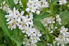 Cynanchum ascyrifolium