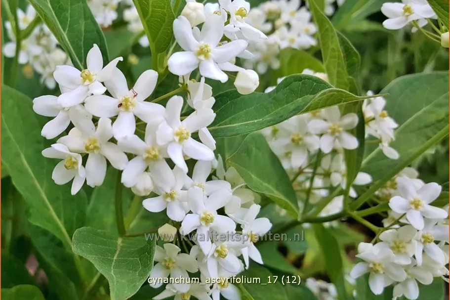 Cynanchum ascyrifolium