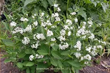 Cynanchum ascyrifolium