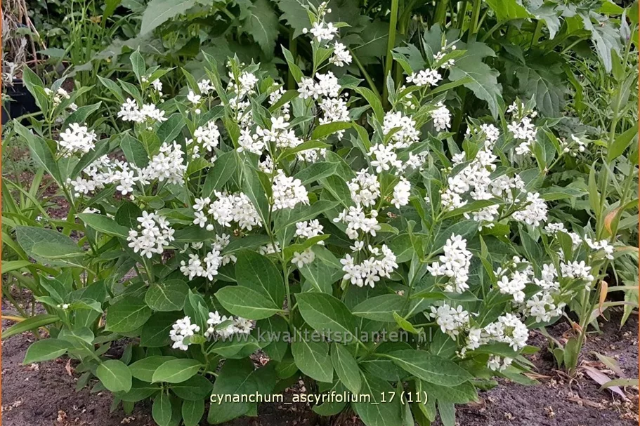 Cynanchum ascyrifolium