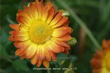 Chrysanthemum indicum 'Dernier Soleil'