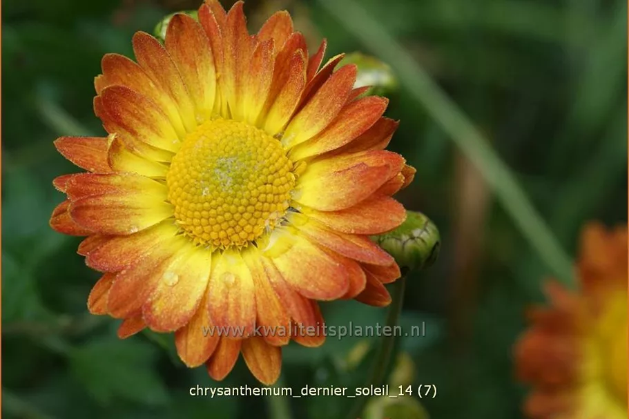 Chrysanthemum indicum 'Dernier Soleil'
