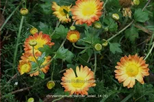 Chrysanthemum indicum 'Dernier Soleil'