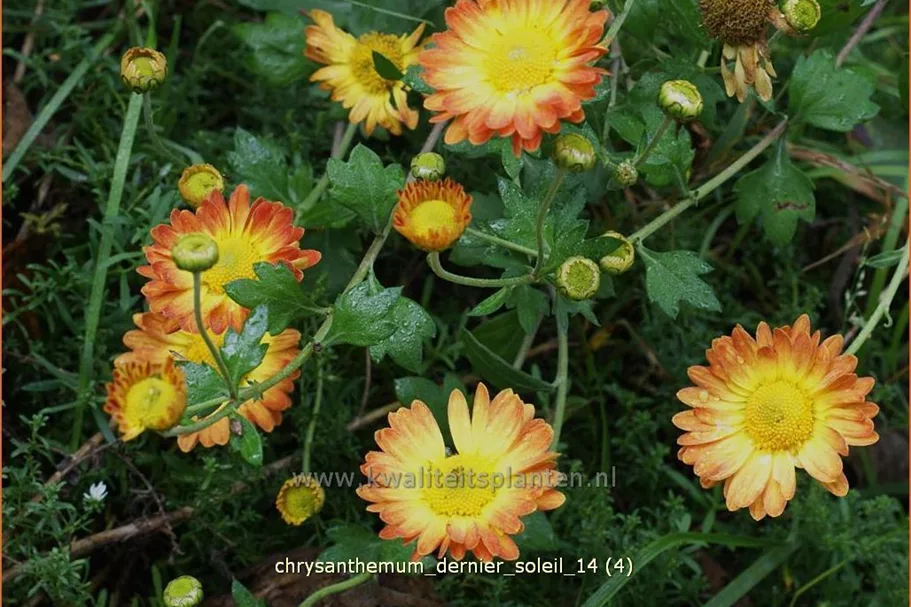 Chrysanthemum indicum 'Dernier Soleil'