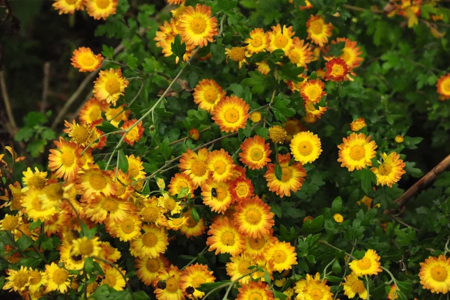 Chrysanthemum indicum 'Dernier Soleil'