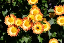 Chrysanthemum indicum 'Dernier Soleil'