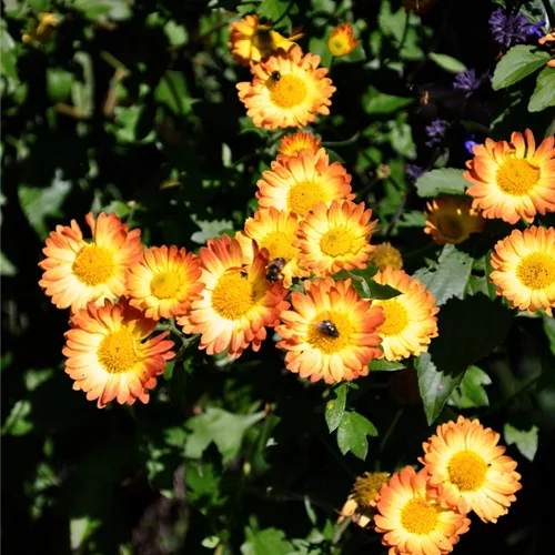 Chrysanthemum indicum 'Dernier Soleil'