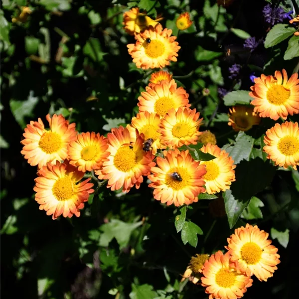 Chrysanthemum indicum 'Dernier Soleil'