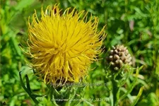 Centaurea macrocephala