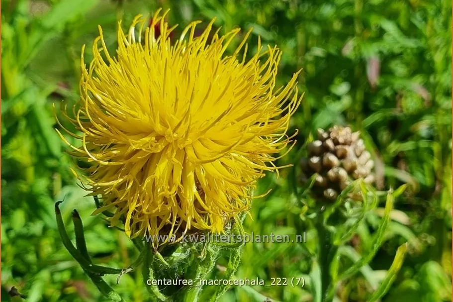 Centaurea macrocephala