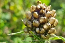 Centaurea macrocephala
