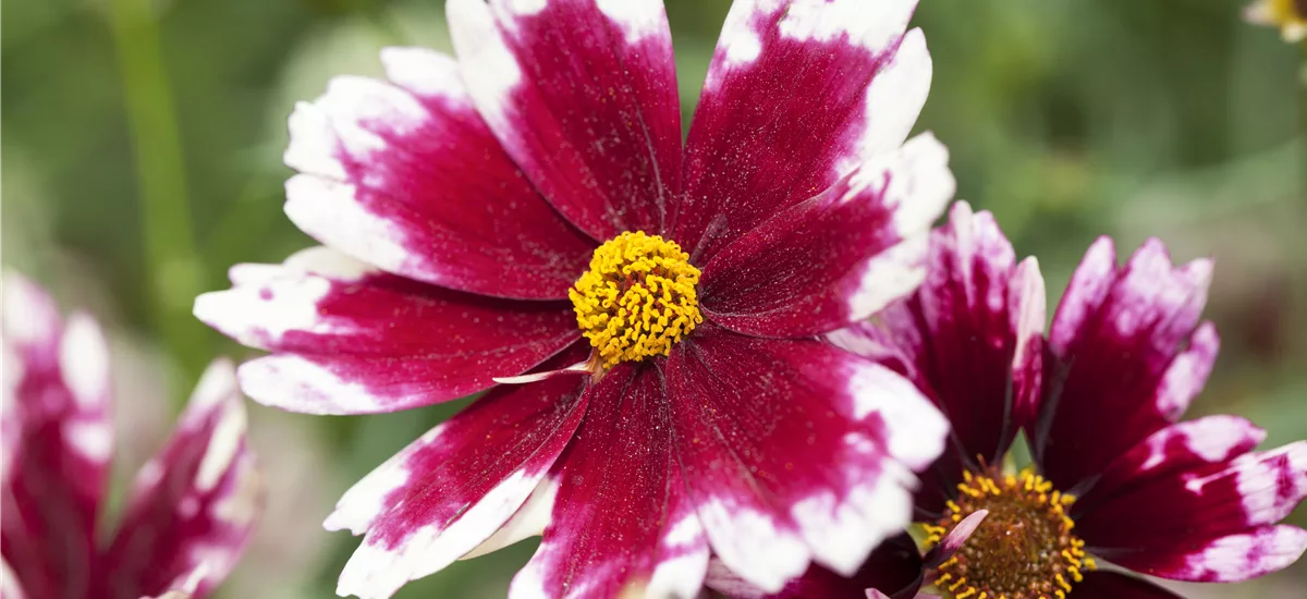 Coreopsis rosea 'Ruby Frost'
