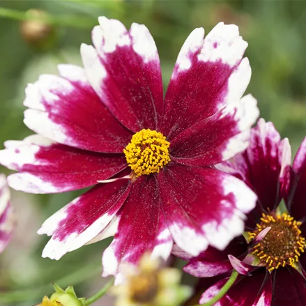 Coreopsis rosea 'Ruby Frost'