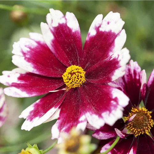 Coreopsis rosea 'Ruby Frost'