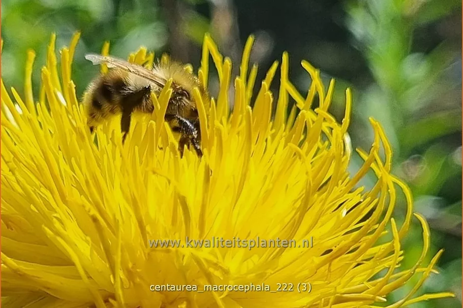 Centaurea macrocephala