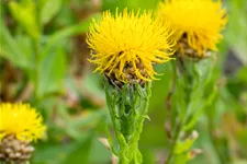 Centaurea macrocephala