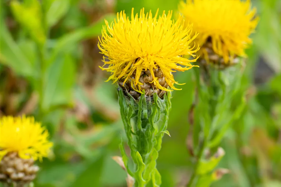 Centaurea macrocephala