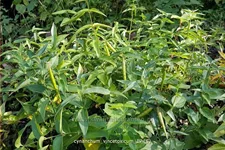 Cynanchum vincetoxicum