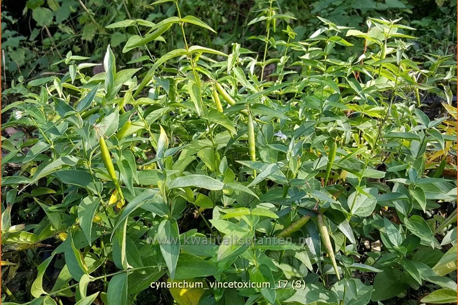 Cynanchum vincetoxicum