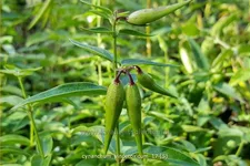 Cynanchum vincetoxicum