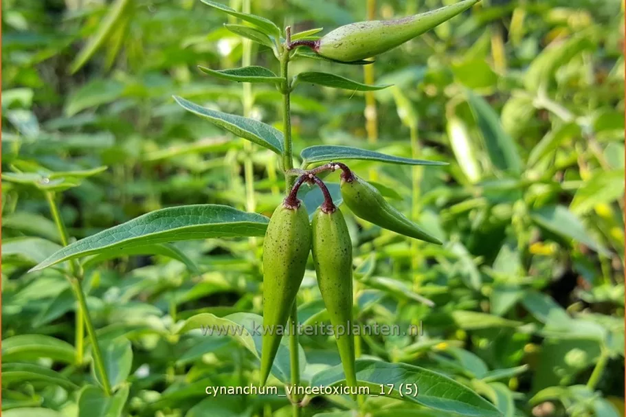 Cynanchum vincetoxicum