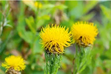 Centaurea macrocephala