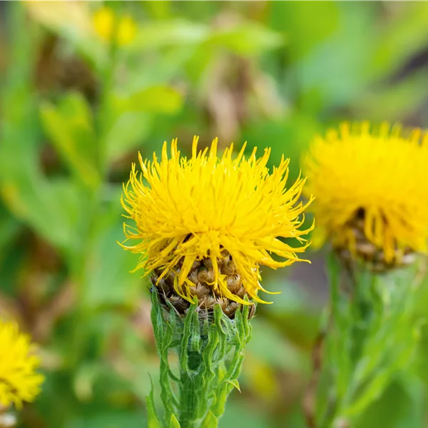 Centaurea macrocephala