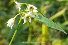 Cynanchum vincetoxicum