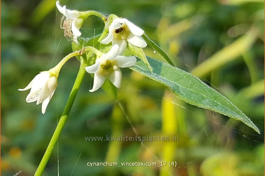 Cynanchum vincetoxicum