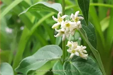 Cynanchum vincetoxicum