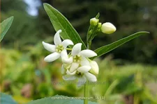 Cynanchum vincetoxicum