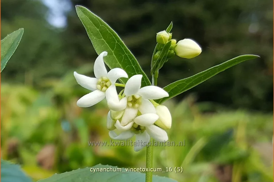 Cynanchum vincetoxicum