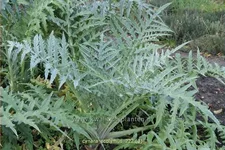 Cynara scolymus
