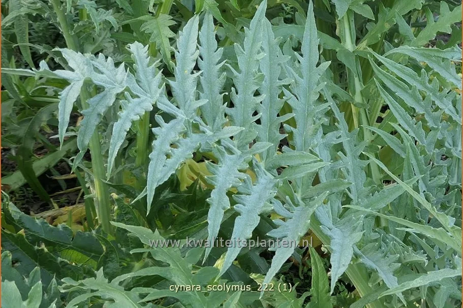 Cynara scolymus