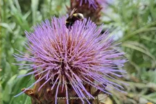 Cynara scolymus