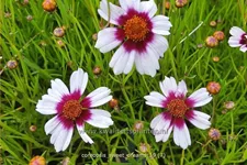 Coreopsis rosea 'Sweet Dreams'
