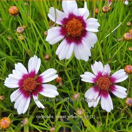 Coreopsis rosea 'Sweet Dreams'