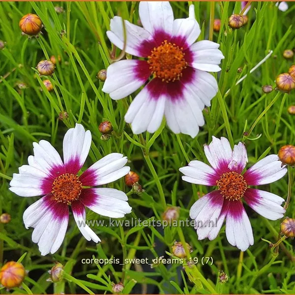 Coreopsis rosea 'Sweet Dreams'