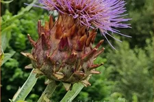 Cynara scolymus