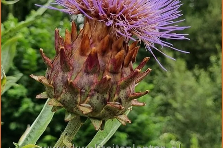 Cynara scolymus