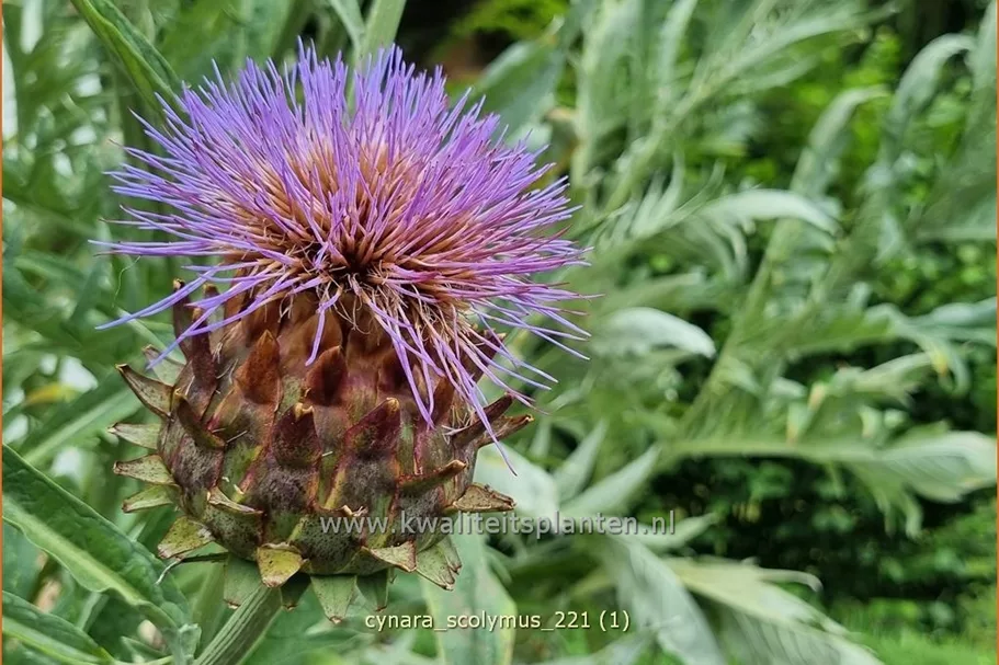 Cynara scolymus