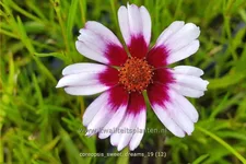 Coreopsis rosea 'Sweet Dreams'