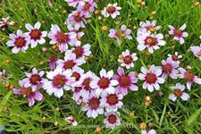 Coreopsis rosea 'Sweet Dreams'