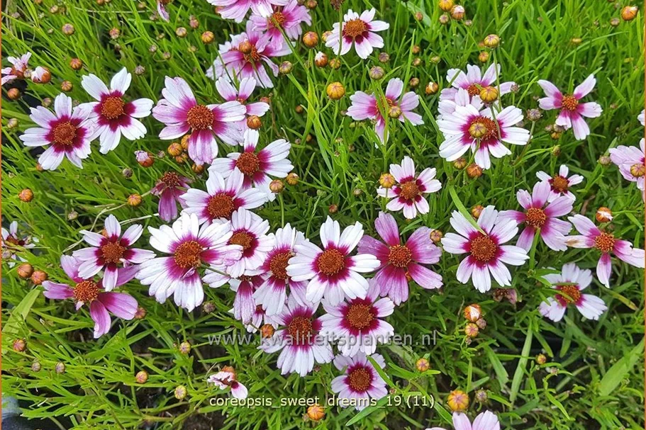 Coreopsis rosea 'Sweet Dreams'