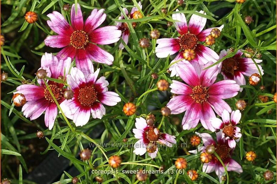 Coreopsis rosea 'Sweet Dreams'