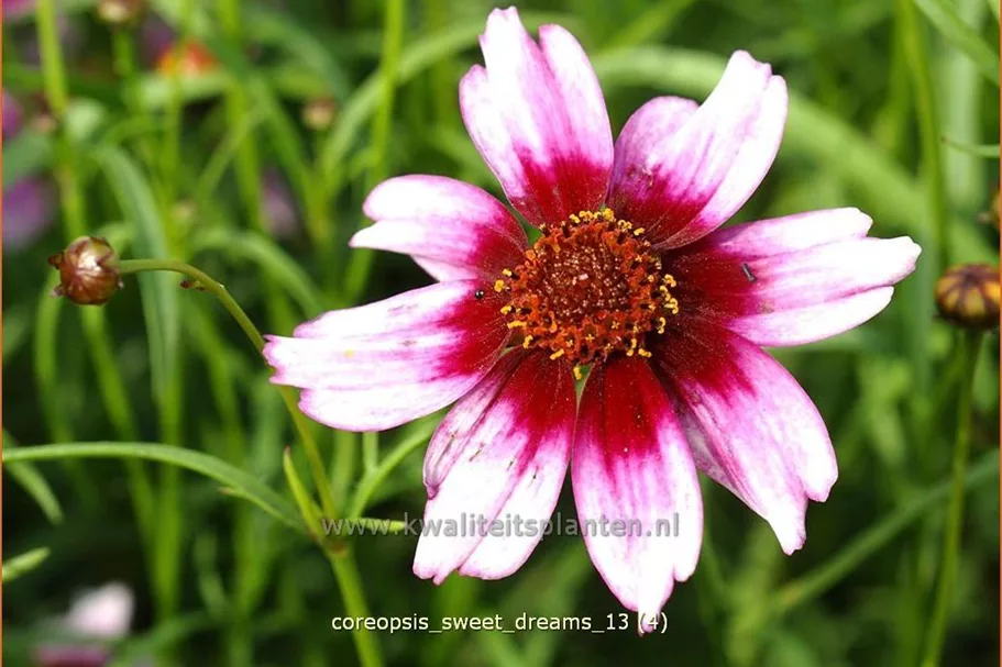 Coreopsis rosea 'Sweet Dreams'