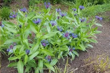 Centaurea montana