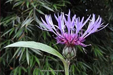 Centaurea montana
