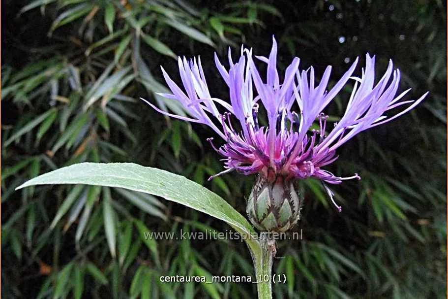 Centaurea montana